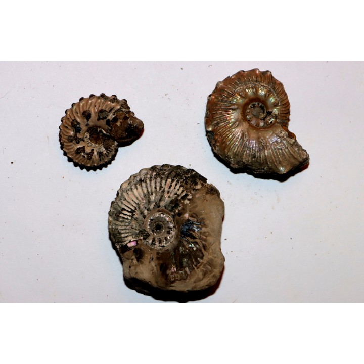 lot de 3 ammonites à determiner - albien - Angleterre