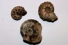 lot de 3 ammonites à determiner - albien - Angleterre