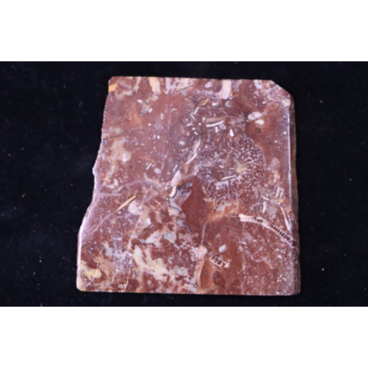 Archaeocyathid  METALDETES - Cambrien inferieur - South Australia