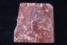 Archaeocyathid METALDETES - Cambrien inferieur - South Australia