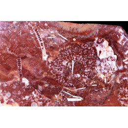 Archaeocyathid  METALDETES - Cambrien inferieur - South Australia