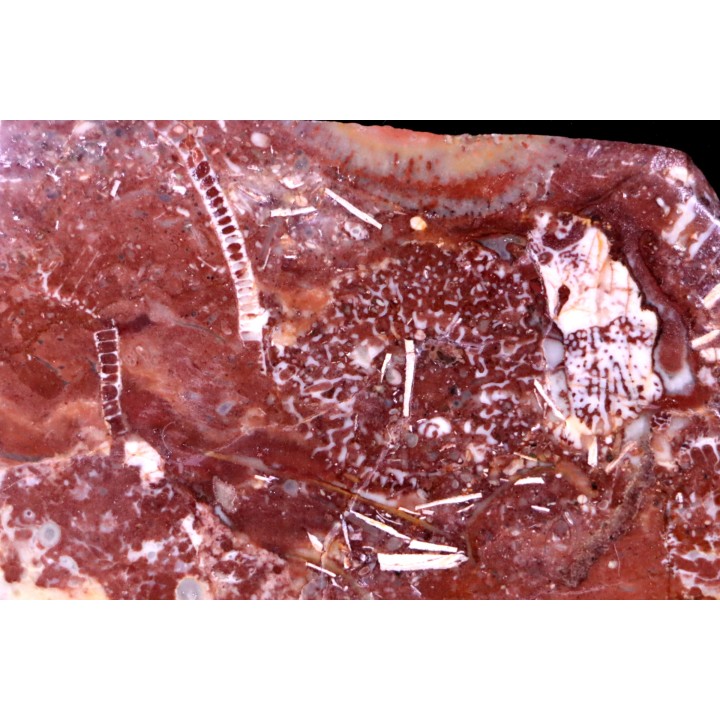 Archaeocyathid  METALDETES - Cambrien inferieur - South Australia