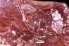 Archaeocyathid METALDETES - Cambrien inferieur - South Australia