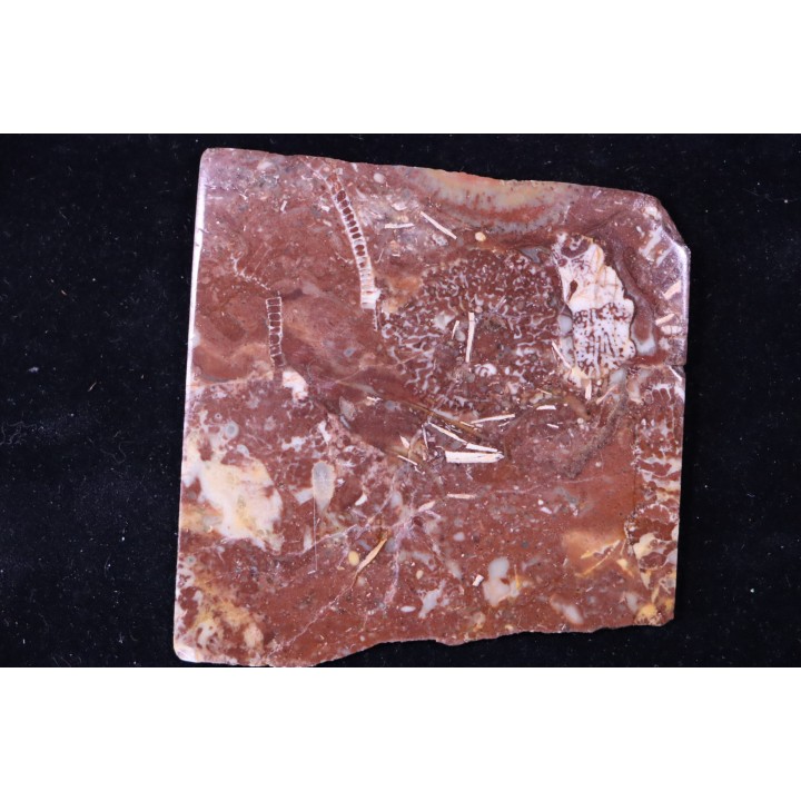 Archaeocyathid  METALDETES - Cambrien inferieur - South Australia
