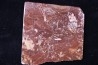 Archaeocyathid METALDETES - Cambrien inferieur - South Australia