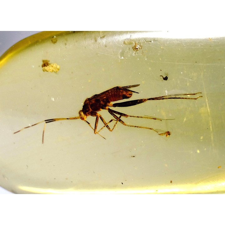 insect: DIPTERE
