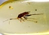 insect: DIPTERE