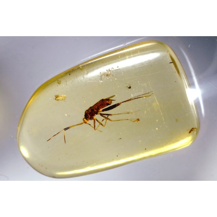 Copal:  Punaise Miridae - Pliocène à holocène - Antsiranana, Madagascar