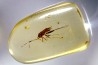 Copal: Punaise Miridae - Pliocène à holocène - Antsiranana, Madagascar