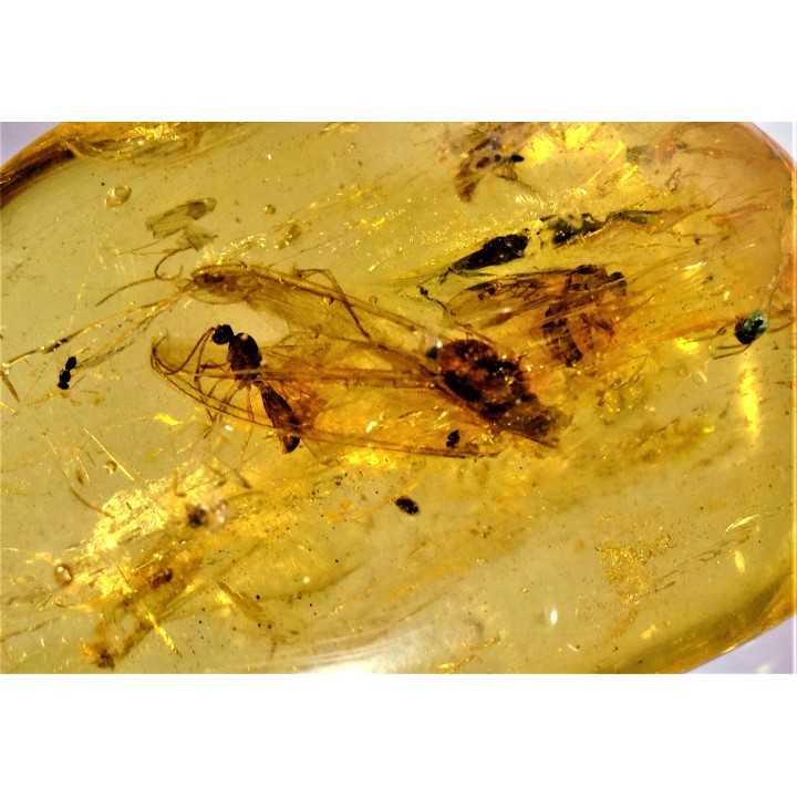 insect: DIPTERE