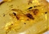 insect: DIPTERE