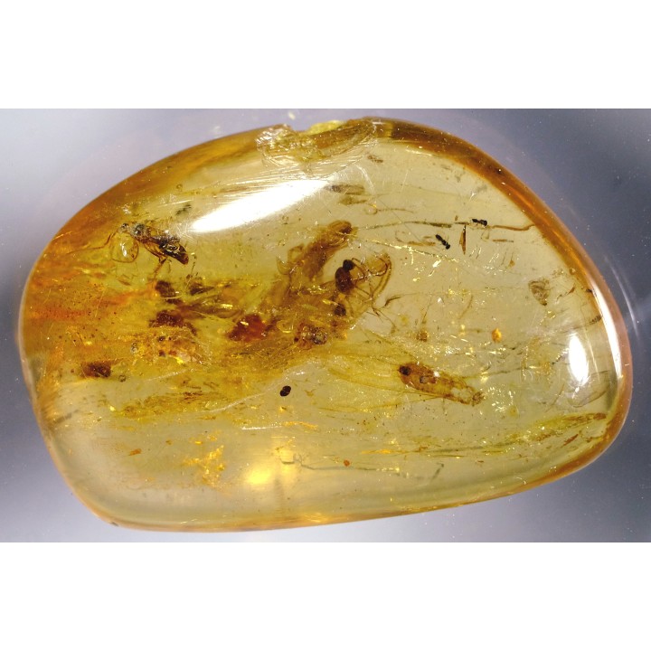 Copal:  Diptères - Pliocène à holocène - Antsiranana, Madagascar
