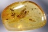 Copal: Diptères - Pliocène à holocène - Antsiranana, Madagascar