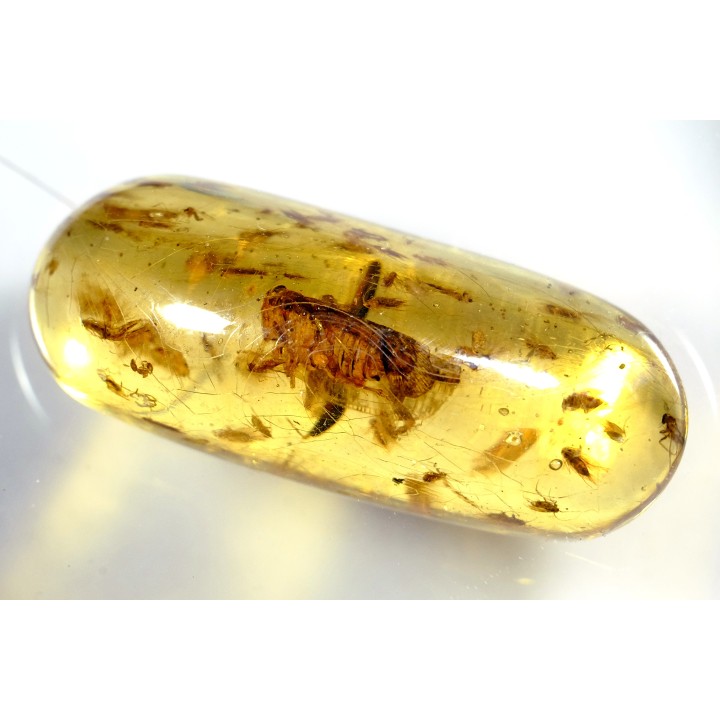 Copal: cigale, Diptères - Pliocène à holocène - Antsiranana, Madagascar