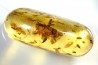 insect: Cicadidae (cigale) + Diptères