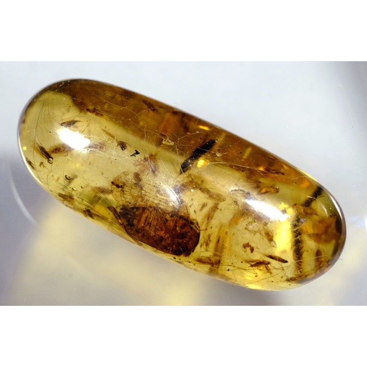 Copal: cigale, Diptères - Pliocène à holocène - Antsiranana, Madagascar