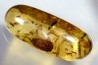 insect: Cicadidae (cigale) + Diptères