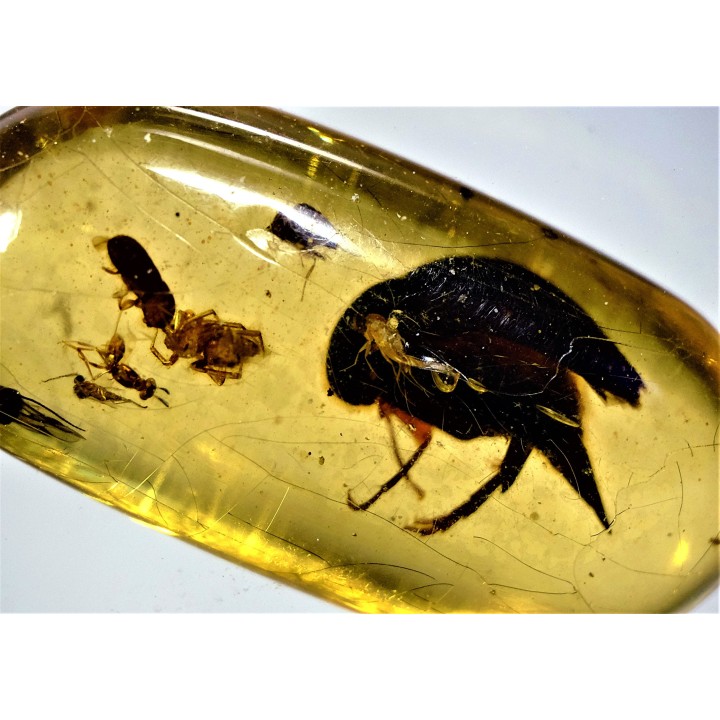 insect: Coléoptères, Araignée, Hyménoptère
