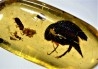 Copal: Coléoptères, Araignée, Hyménoptère- Pliocène à holocène - Antsiranana, Madagascar