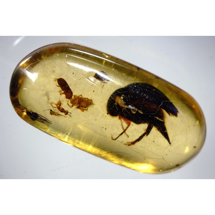 Copal: Coléoptères, Araignée, Hyménoptère- Pliocène à holocène - Antsiranana, Madagascar