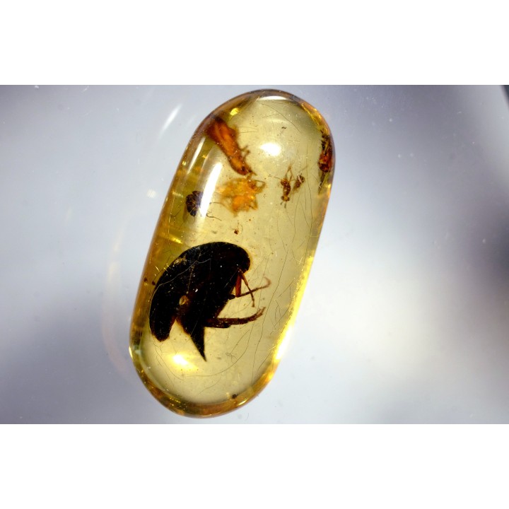 Copal: Coléoptères, Araignée, Hyménoptère- Pliocène à holocène - Antsiranana, Madagascar