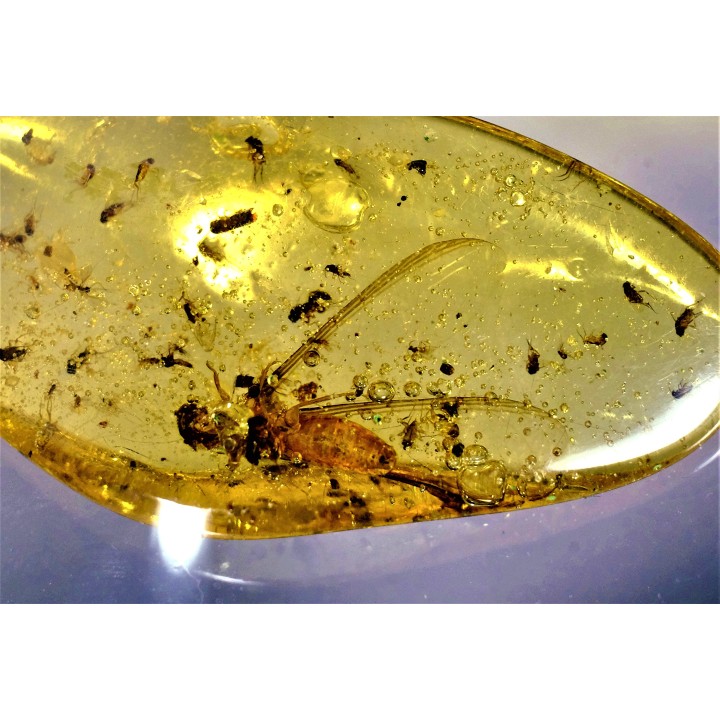 Copal: Termite ailé, Diptères  - Pliocène à holocène - Antsiranana, Madagascar