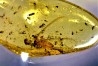 insect: Termite ailé, Diptères