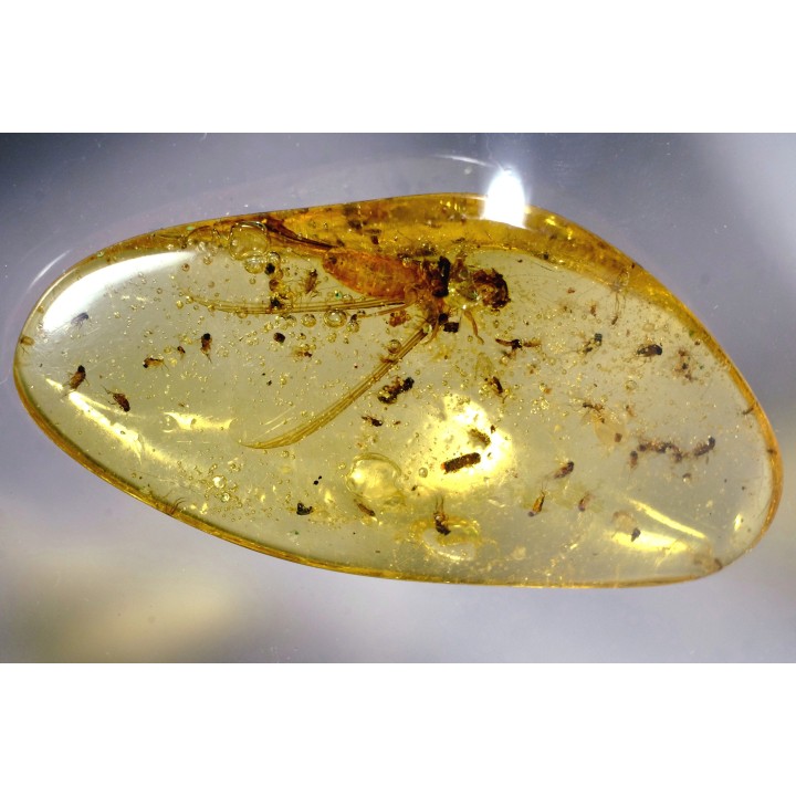 Copal: Termite ailé, Diptères  - Pliocène à holocène - Antsiranana, Madagascar