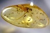 Copal: Termite ailé, Diptères  - Pliocène à holocène - Antsiranana, Madagascar