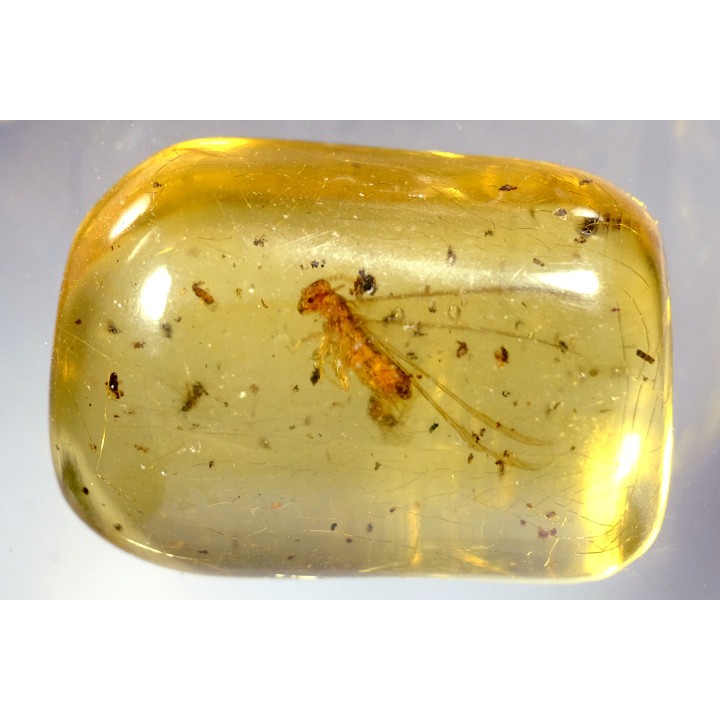 insect: Termite ailé, Diptères