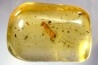 Copal: Termite ailé, Diptères  - Pliocène à holocène - Antsiranana, Madagascar