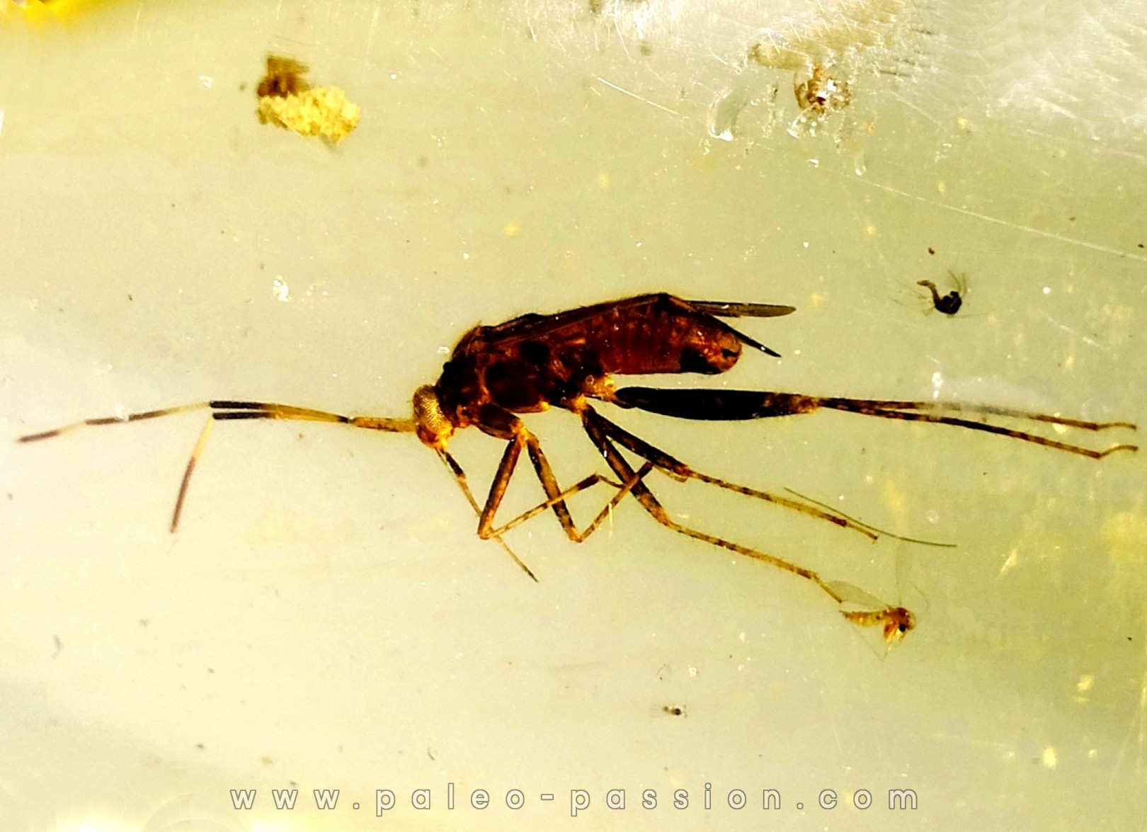 insect: DIPTERE