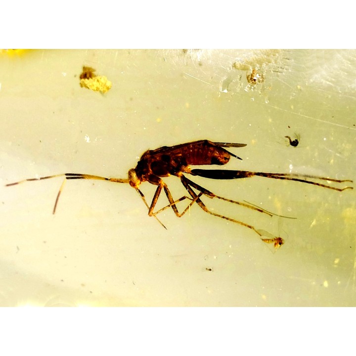 insect: DIPTERE