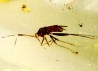 insect: DIPTERE