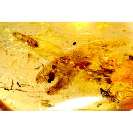 Copal:  Diptères - Pliocène à holocène - Antsiranana, Madagascar