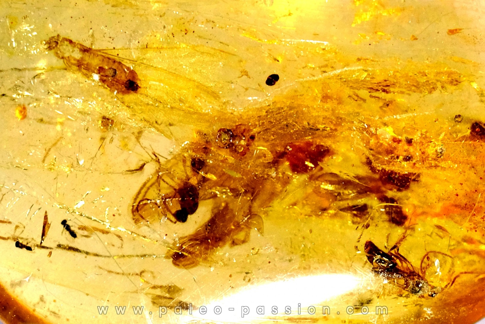 insect: DIPTERE