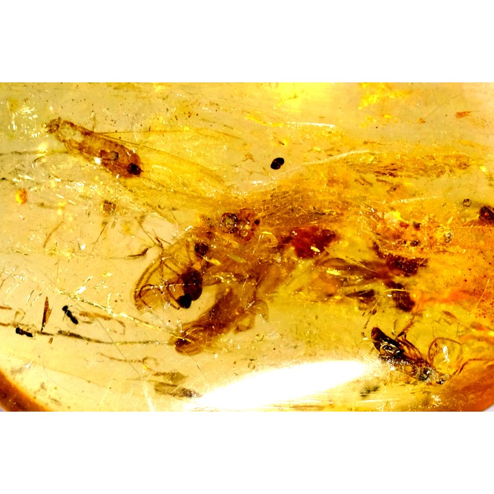insect: DIPTERE