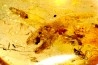 Copal: Diptères - Pliocène à holocène - Antsiranana, Madagascar