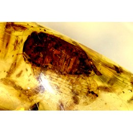 insect: Cicadidae (cigale) + Diptères