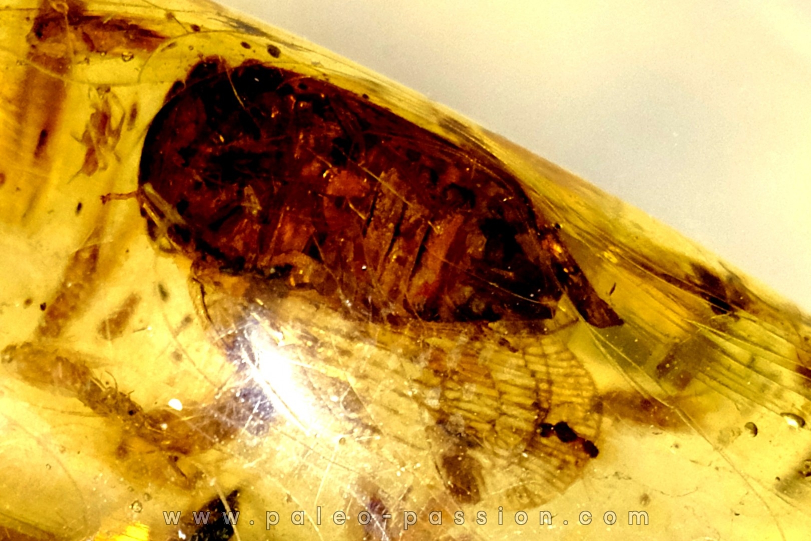 Copal: cigale, Diptères - Pliocène à holocène - Antsiranana, Madagascar