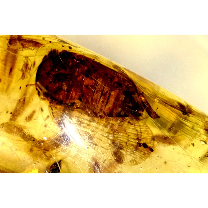 insect: Cicadidae (cigale) + Diptères