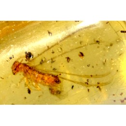 insect: Termite ailé, Diptères