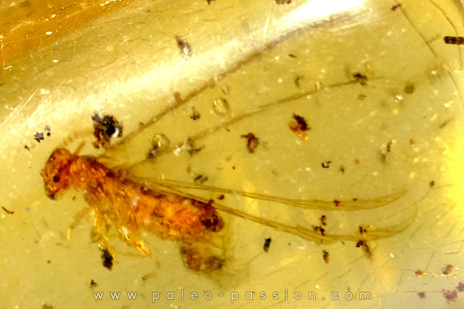 insect: Termite ailé, Diptères