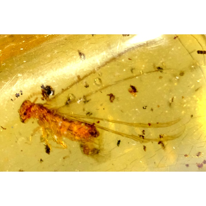 Copal: Termite ailé, Diptères  - Pliocène à holocène - Antsiranana, Madagascar