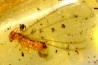 insect: Termite ailé, Diptères