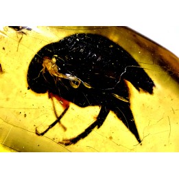 Copal: Coléoptères, Araignée, Hyménoptère- Pliocène à holocène - Antsiranana, Madagascar