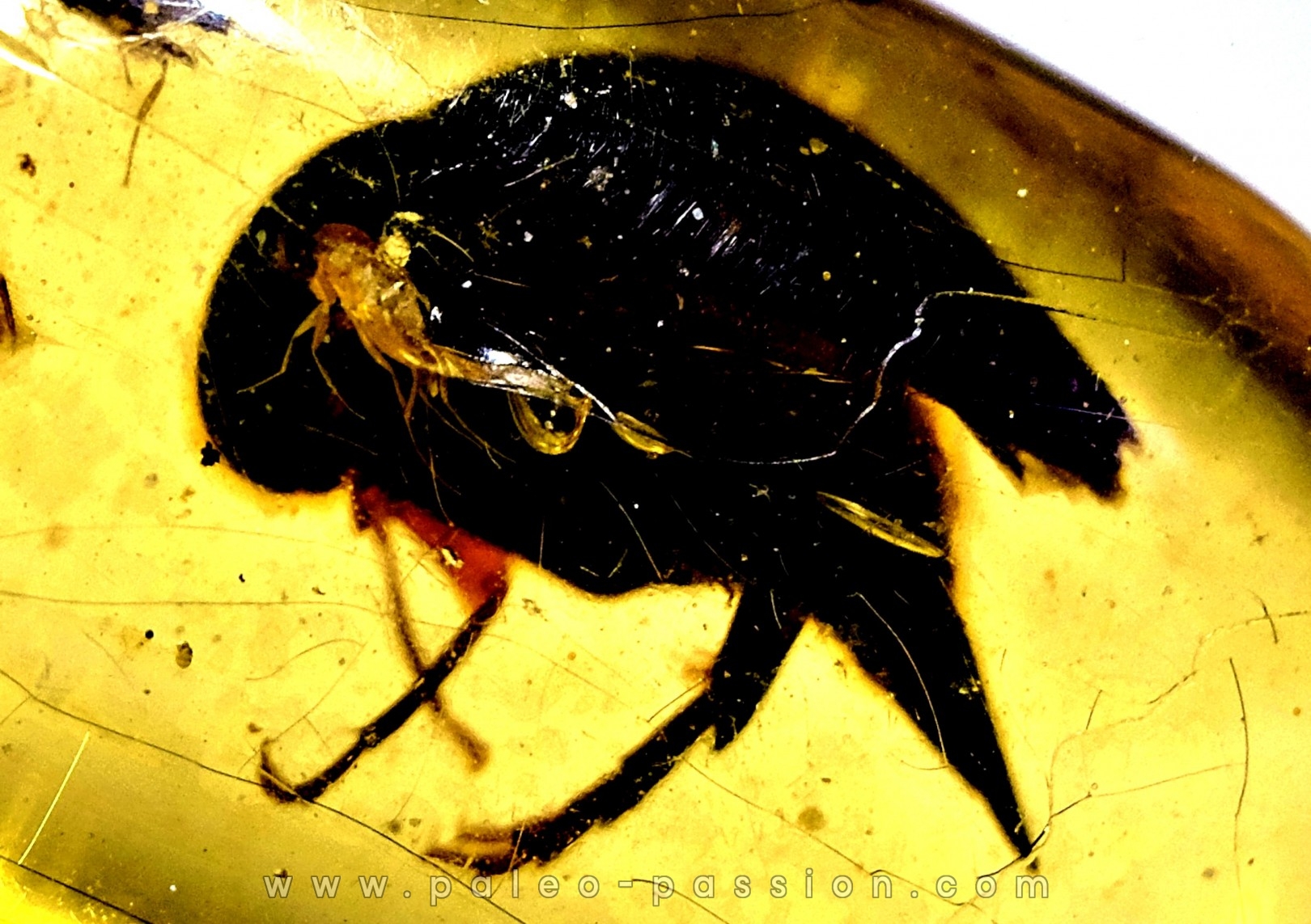insect: Coléoptères, Araignée, Hyménoptère