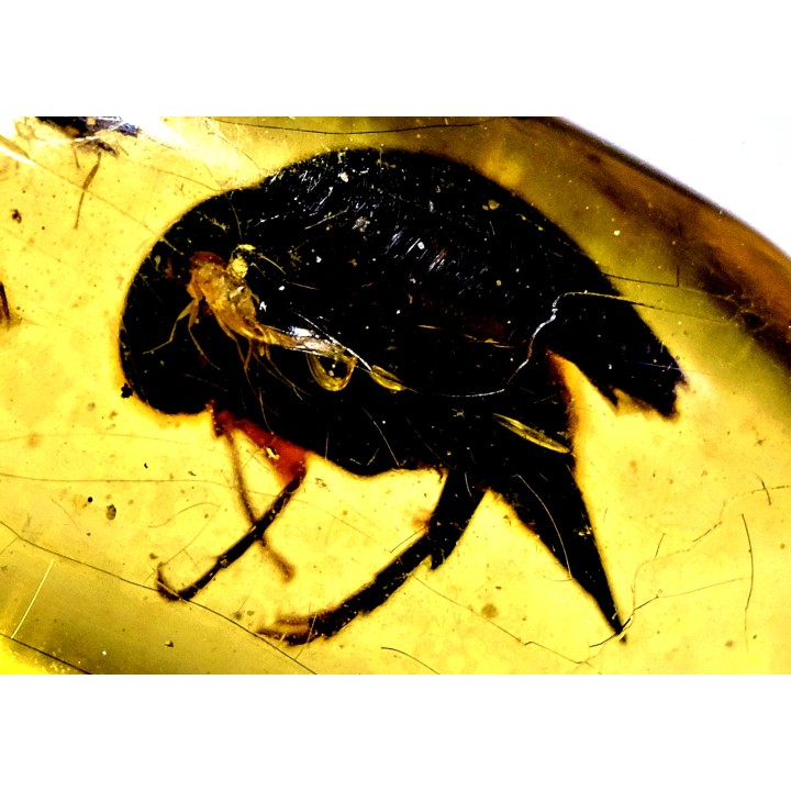 Copal: Coléoptères, Araignée, Hyménoptère- Pliocène à holocène - Antsiranana, Madagascar