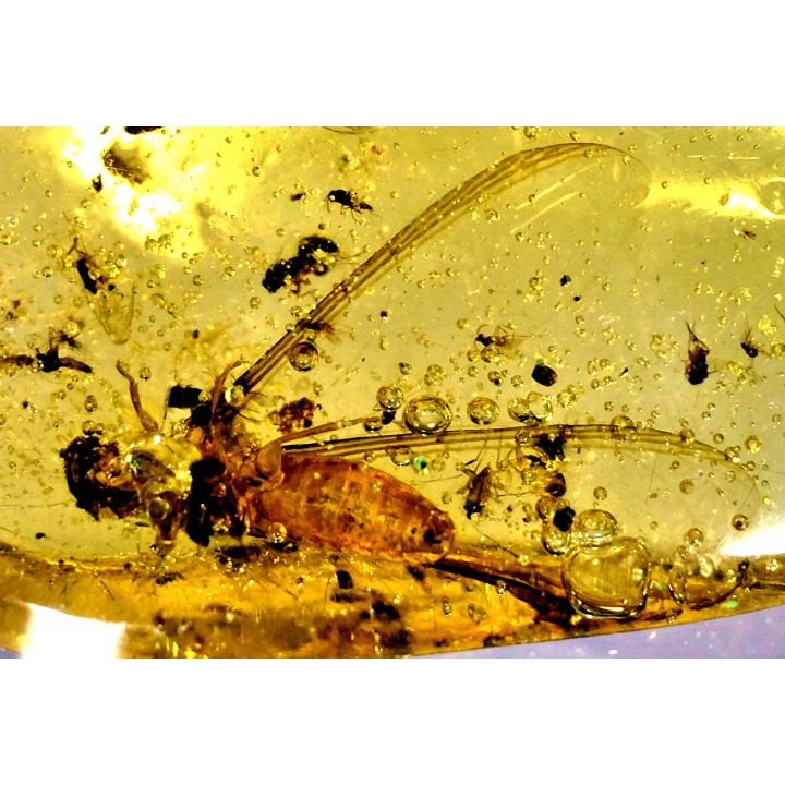 insect: Termite ailé, Diptères