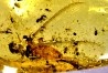 Copal: Termite ailé, Diptères  - Pliocène à holocène - Antsiranana, Madagascar